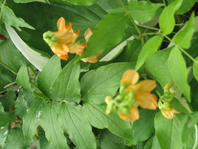 IMG_1798a.jpg_Lathyrus_aureus.jpg