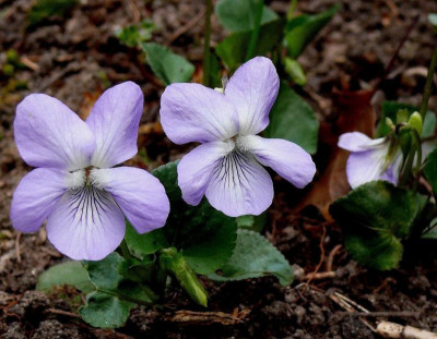 V. riviniana_Ga_266.jpg