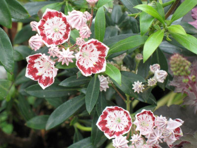 IMG_1784a.jpg_Kalmia_latifolia__Minuet.jpg