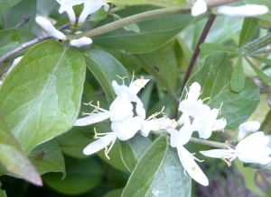 Lonicera_Maackii.jpg