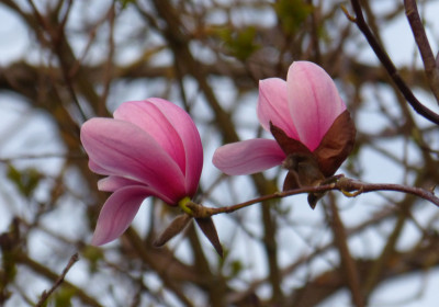 2019-04-03 Magnolia sprengeri var. sprengeri.jpg