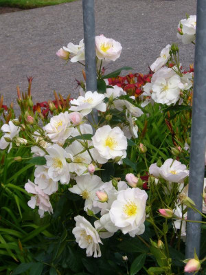 SourireD'Orchidèe1.jpg