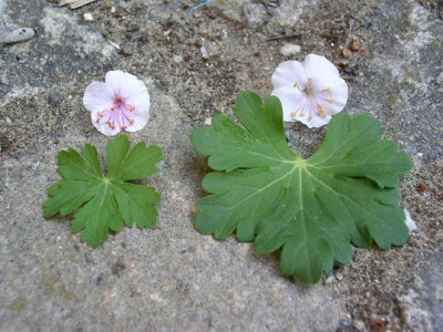 Geranium_unbekannt_2.jpg