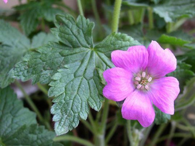 Geranium_unbekannt_3.jpg