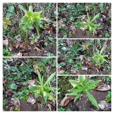 20190404_095733-COLLAGE.jpg