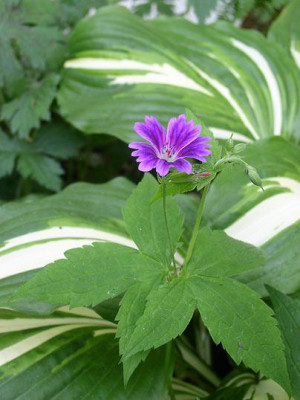 Nodosum_White_Leaf.jpg