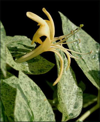 Lonicera_jap._Mint_Crisp.JPG