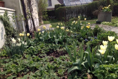 eingangsbeet mitte april.jpg