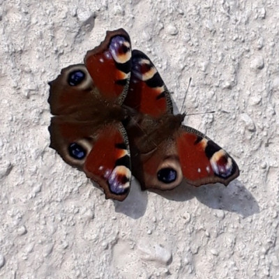rps20190404_182251.jpg