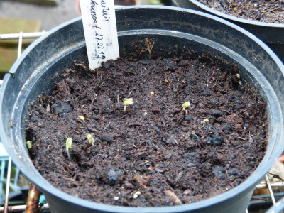 2019-04-04 Syneilesis aconitifolia.jpg