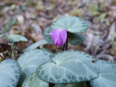 2019-04-04 Cyclamen purpurascens.jpg