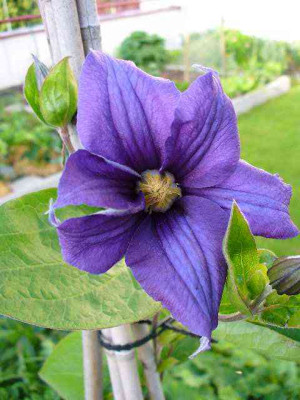 mai_22_clematis_integrifolia_Durandii.jpg