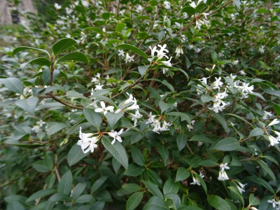 Osmanthus burkwoodii April 2019.JPG