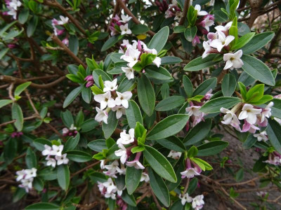 Daphne tangutica April 2019.JPG