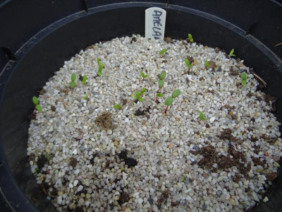 Amelanchier lamarckii Germination April 2019.JPG