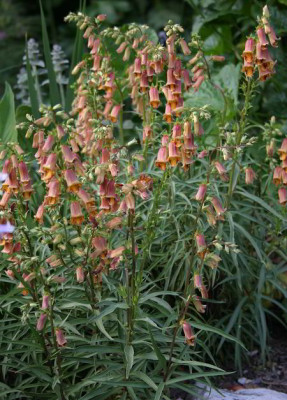 IMG_2681_eDigitalis_obscura.JPG