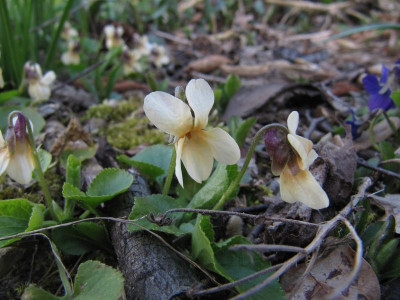 IMG_5698_Viola_odorata_Sulphurea_4April2019_.jpg