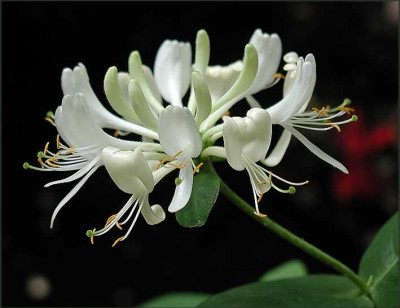 Lonicera_periclymenum_Martine.JPG