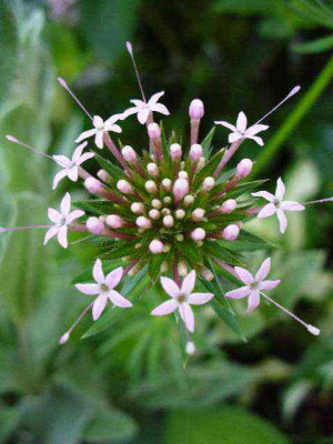 mai_21_phuopsis_rosenwaldmeister_detail1.jpg
