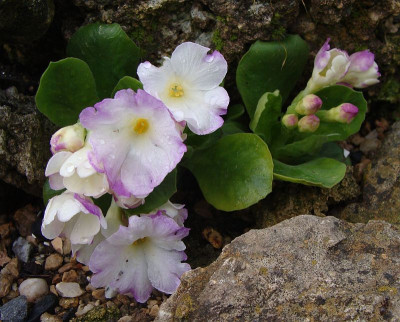 Primula allionii Pink Ice19.jpg