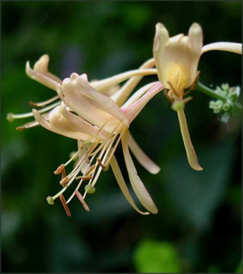 Lonicera_heckrottii_Goldflame.JPG