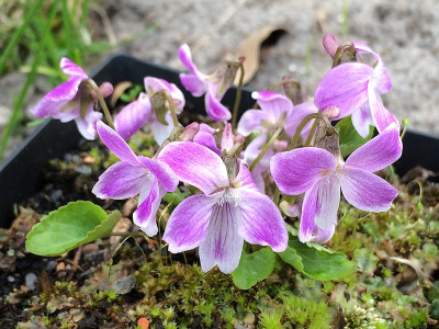 2019 04 Viola jooi.jpg