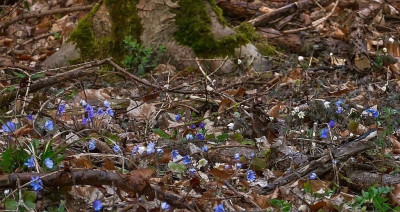 hepatica gruppe.jpg