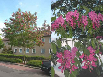 Robinia_ambigua_Casque_Rouge.jpg