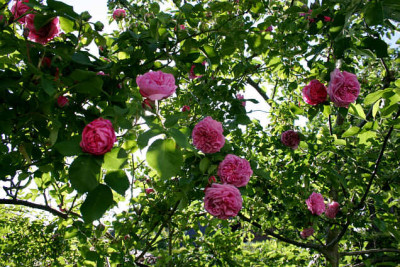Louise_Odier0207.jpg