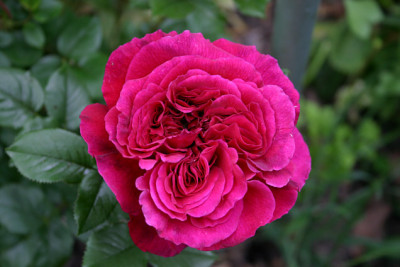 Rosen_Tradeskant0207.jpg