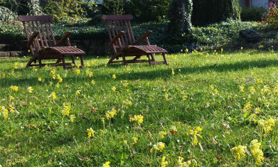 Schlüsselblumenwiese (2).jpg