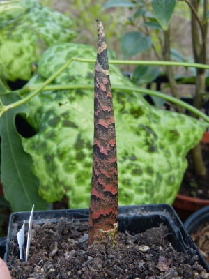2019-04-06 Arisaema tortuosum 1.jpg