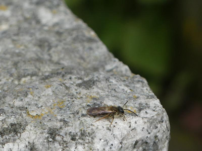 Wildbiene3.JPG