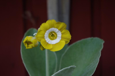 IMGP2917.JPG