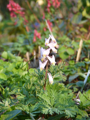 2019-04-06 Dicentra cucullaria 'Pink Punk'.jpg