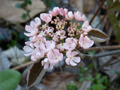 2019-04-06 Viburnum furcatum 'Pink Parasol'.jpg