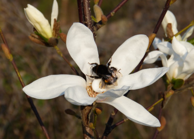 2019-04-06 Gartenimpressionen 2.jpg
