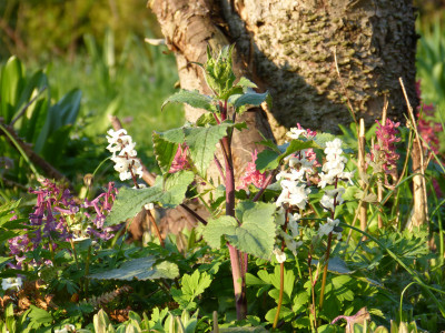 2019-04-06 Gartenimpressionen 3.jpg