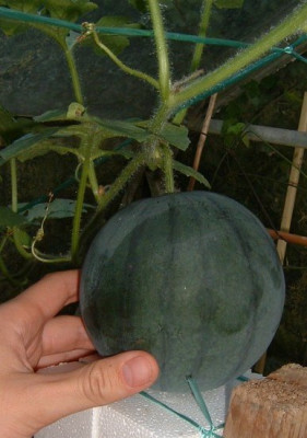 wmelone1.jpg