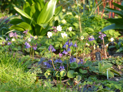 2019-04-06 Gartenimpressionen 4.jpg