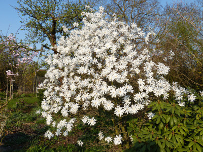 2019-04-06 Magnolia stellata 3.jpg