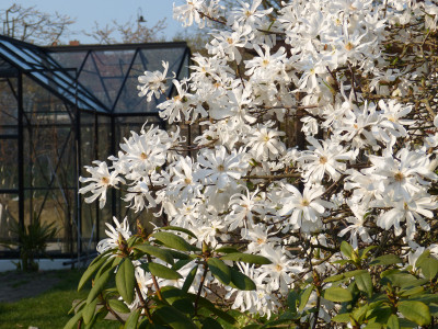 2019-04-06 Magnolia stellata 2.jpg