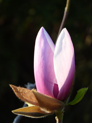 2019-04-06 Magnolia 'Atlas' 1.jpg