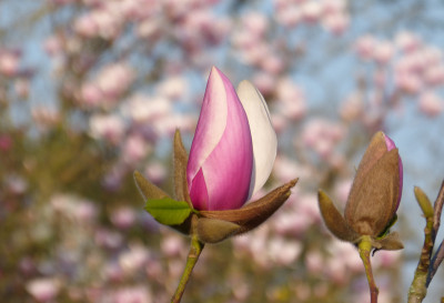 2019-04-06 Magnolia 'Atlas' 2.jpg