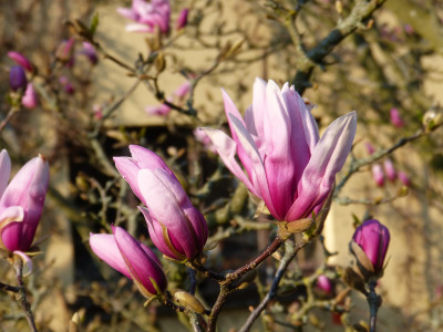 2019-04-06 Magnolia 'Betty' 1.jpg