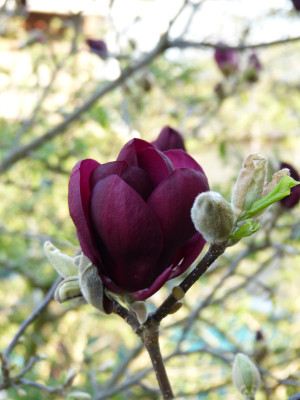2019-04-06 Magnolia 'Genie' 1.jpg
