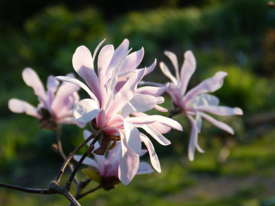 2019-04-06 Magnolia 'Leonard Messel' 2.jpg