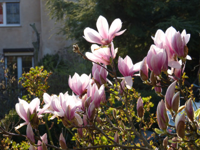 2019-04-06 Magnolia soulangiana.jpg