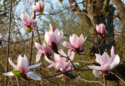 2019-04-06 Magnolia sprengeri var. sprengeri 5.jpg