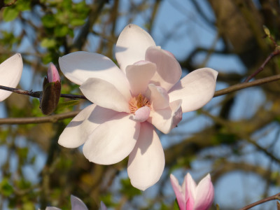 2019-04-06 Magnolia sprengeri var. sprengeri 2.jpg